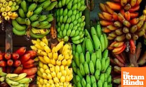 Banana Peel Found Packed With Health Benefits: Studies Reveal Antioxidant & Antimicrobial Power