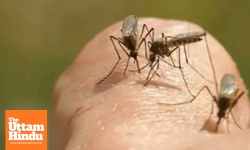 Mosquito-Borne Virus Raises Alarm: Health Authorities Issue Urgent Warning
