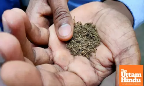 How Indian Farmers Are Seeing Their Incomes Double in a Record-Breaking Year