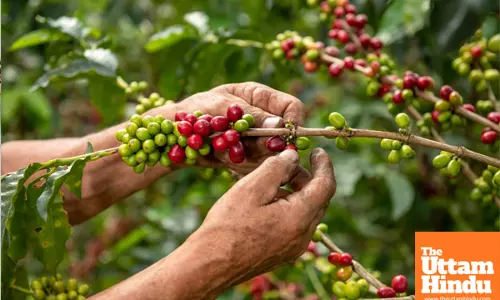 India’s coffee exports surge past record $1 billion mark in April-November