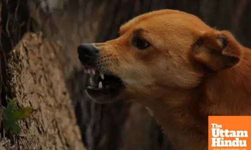 State reports sharp rise in dog bite cases and rabies deaths, health department takes action