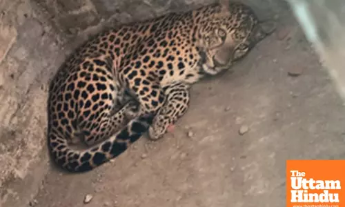 Nagaon: A leopard strays into a residential area in Amolapatty,