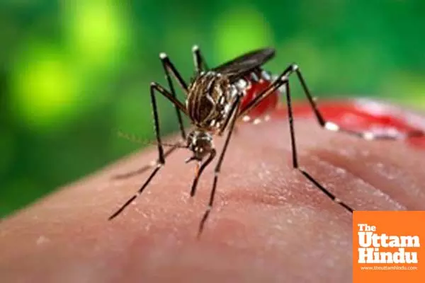 Cambodia records 74 per cent drop in malaria cases in 2024: Official Cambodia records 74 per cent drop in malaria cases in 2024: Official