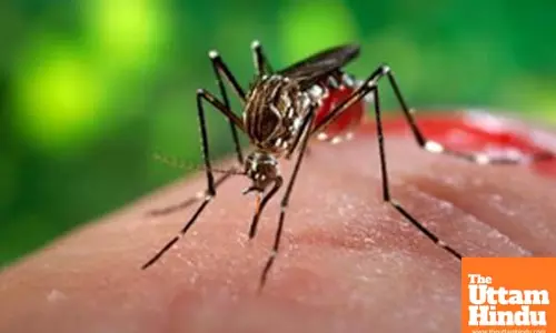 Cambodia records 74 per cent drop in malaria cases in 2024: Official