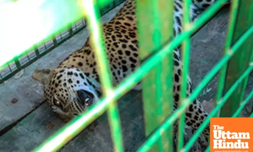 Nagaon: A tranquilized leopard rests in a cage after being captured from the Daccapatty area