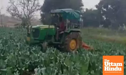 Farmers in Jharkhand forced to destroy bumper vegetable crop amid plummeting prices