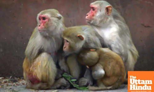 New Delhi: A group of monkeys huddle together to keep warm on a cold winter day
