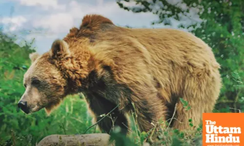 NGT issues notice to Sonmarg authorities on protecting habitat of Himalayan Brown Bear