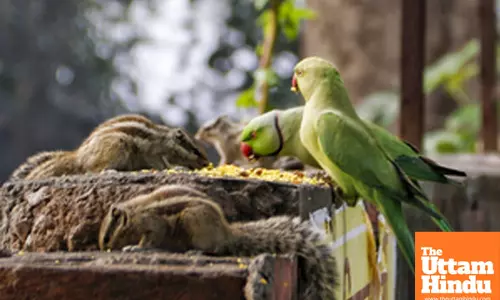 New Delhi: A parrot and squirrels eat together on a ledge