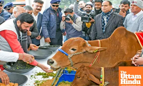 Chandigarh: Haryana Chief Minister Nayab Singh Saini performs Gau Sewa