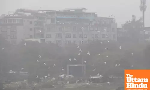 New Delhi: A flock of seagulls fly through the dense fog, adding to the winter morning atmosphere