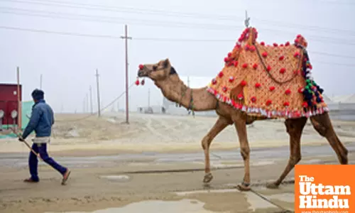 Prayagraj: A camel herder leads his camel at the preparation site