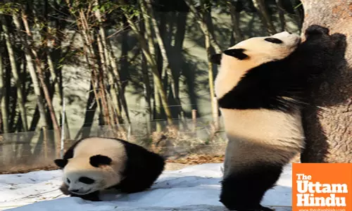 Seoul: A twin female giant panda cub, Rui Bao, plays with her mother, Ai Bao, at the Everland amusement park