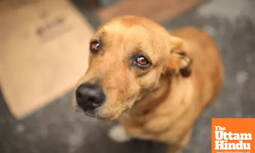 32 Dogs Thrown Off 40-Foot Bridge in Hyderabad: 21 Dead, 11 Injured, Investigation Underway