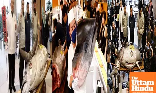 Massive Bluefin Tuna sells for 8.50 crore at Tokyo’s Toyosu market, second-highest on record