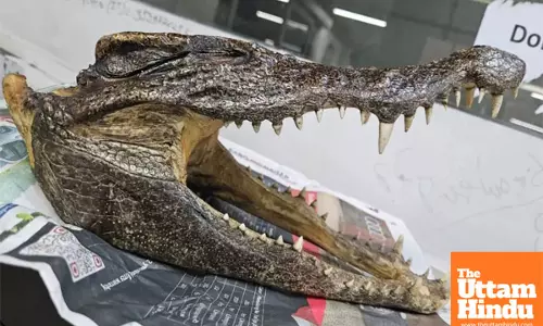 Canadian Man Arrested at IGI Airport for Smuggling Crocodile Skull Weighing 777 Grams