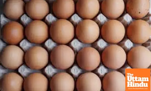 Bird flu outbreak drives up egg price to record high in US