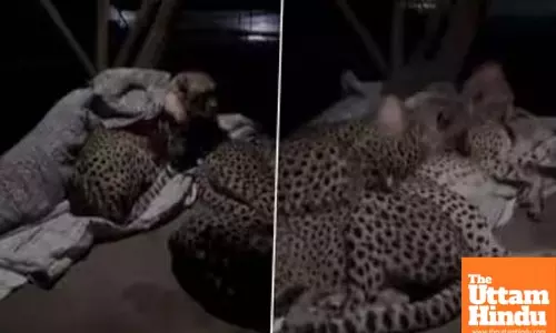 Viral Video: Cheetahs Sleep Peacefully While Snuggling with Forest Guard