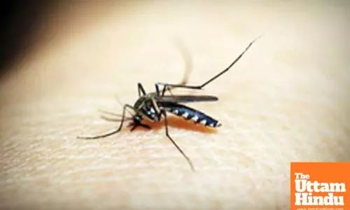 Cambodia records 46 per cent drop in dengue cases in 2024