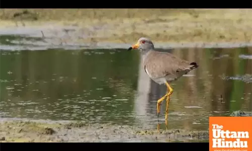Surge in arrival of migratory birds in TNs Pallikaranai after removal of encroachments