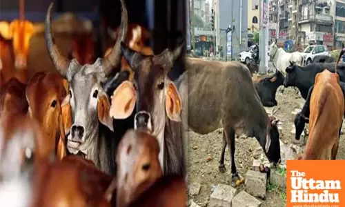 Cow cruelty horror: Ktaka police nab accused; BJP demands more action