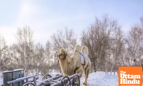 Severe winter weather affects several Mongolian provinces