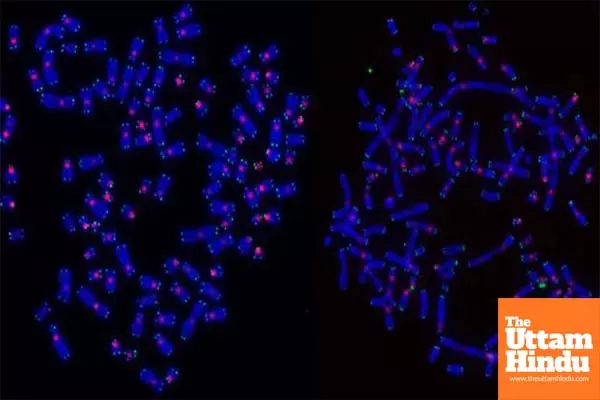DNA repair may determine how cancer cells die following radiotherapy DNA repair may determine how cancer cells die following radiotherapy