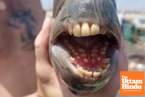 New Fish Species with ‘Human Teeth’ Surprises Woman, Watch Viral Video New Fish Species with ‘Human Teeth’ Surprises Woman, Watch Viral Video