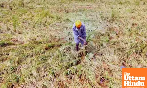 Area sown under rabi crops crosses 632 lakh hectares