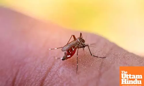 Japanese encephalitis warning issued in Australian state