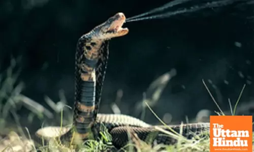 Punjab Introduces Free Anti-Snake Venom to Combat Snake Bites in Every District