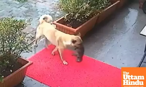 Mother dog braves rain to save nearly frozen puppy: Heartwarming video captures the rescue