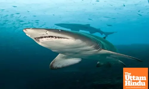 Australia: Scientists advocate for tagging, monitoring program to reduce shark attack risk