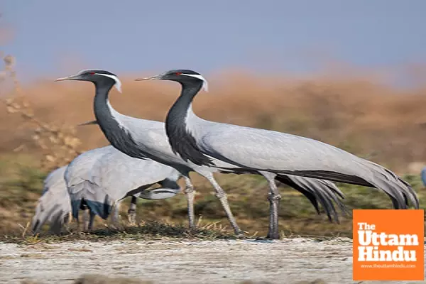 Rajasthan Battles Bird Flu: 33 Cranes Found Dead, Experts Raise Concerns Rajasthan Battles Bird Flu: 33 Cranes Found Dead, Experts Raise Concerns
