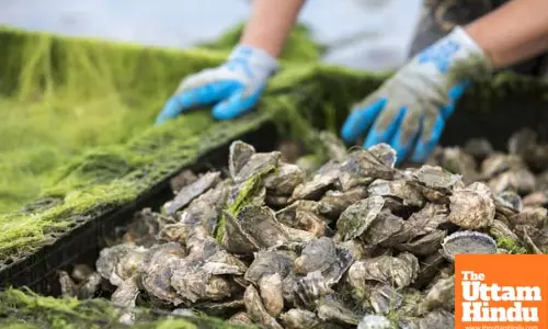 Oyster blood protein helps fight against superbugs: Study