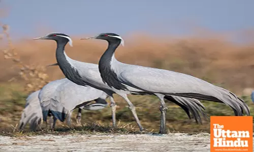 Rajasthan Battles Bird Flu: 33 Cranes Found Dead, Experts Raise Concerns