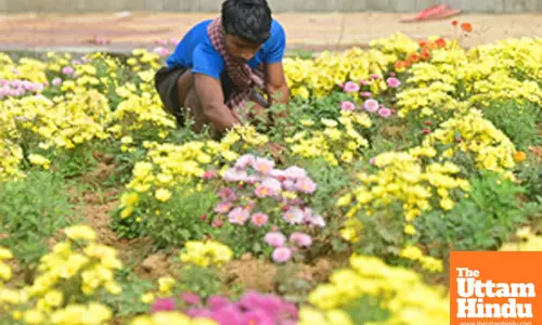 Agartala: Workers at the Badharghat Progeny Orchard