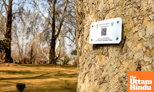 Srinagar: A worker installs a QR code-based GIS plate on a Chinar tree