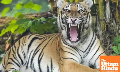 Kerala: Adivasi woman killed in tiger attack