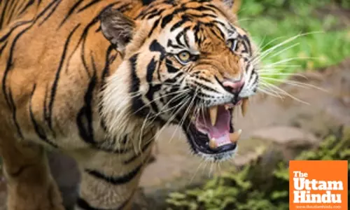 Tragic Incident: Close Relative of Renowned Cricketer Killed in tiger attack