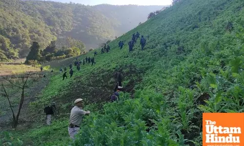 Security forces destroy 35 acres of illegal poppy cultivation in Manipur