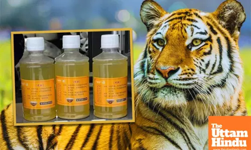 Chinese zoo sparks outrage by selling tiger urine as ‘miracle cure’ for muscle pain and arthritis