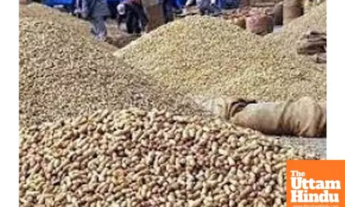 Gujarat purchases 10 lakh MT groundnuts for Rs 6,700 crore: State Agriculture Minister