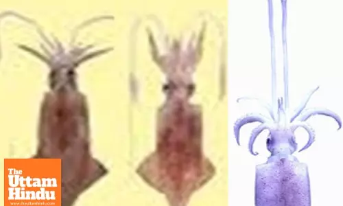 CMFRI reveals genetic similarities in Indian squid and humans