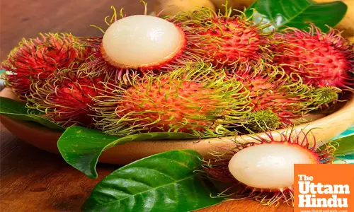 Packed with Vitamin C and Fiber: Why Rambutan is the Ultimate Health Boosting Snack