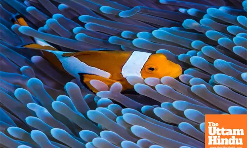 Discover the amazing ability of these 5 Animals to Change Gender, Just Like Nemo!