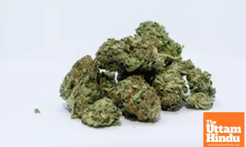 Hydroponic ganja valued at Rs 23.5 crore seized at Chennai airport, 3 held