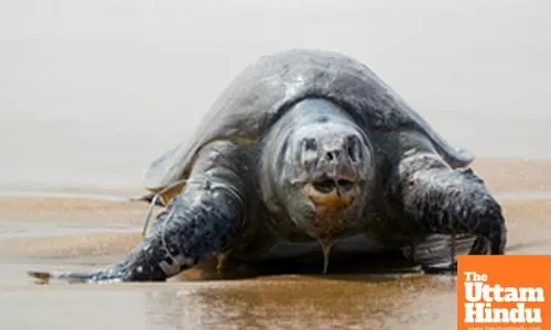 Chennai: Carcasses of endangered sea turtles lie washed ashore at Palavakkam Beach