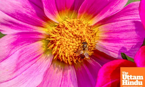 New Delhi: Media preview of Amrit Udyan at Rashtrapati Bhawan