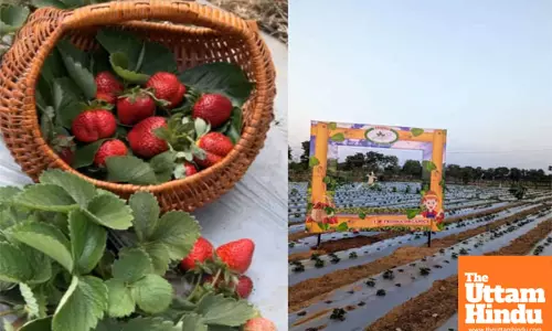 No weekend plans? head to this strawberry farm in Hyderabad!
